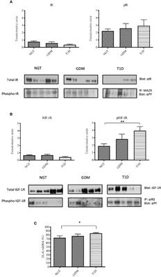 Maternal Diabetes Impairs Insulin and IGF-1 Receptor Expression and Signaling in Human Placenta